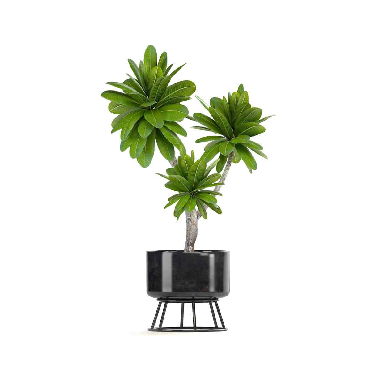 https://www.4tresspointe.com/wp-content/uploads/2018/09/product_08.jpg